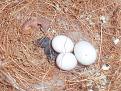 Click image for larger version

Name:	koppelwildkleur-nest01-04032014.jpg
Views:	36
Size:	93,0 KB
ID:	439321