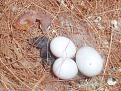 Click image for larger version

Name:	koppelwildkleur-nest01-04032014b.jpg
Views:	29
Size:	82,1 KB
ID:	439323